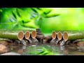 Relaxing Music 24/7, Stress Relief Music, Meditation, Spa, Sleep, Zen, Calming Music, Study, Yoga