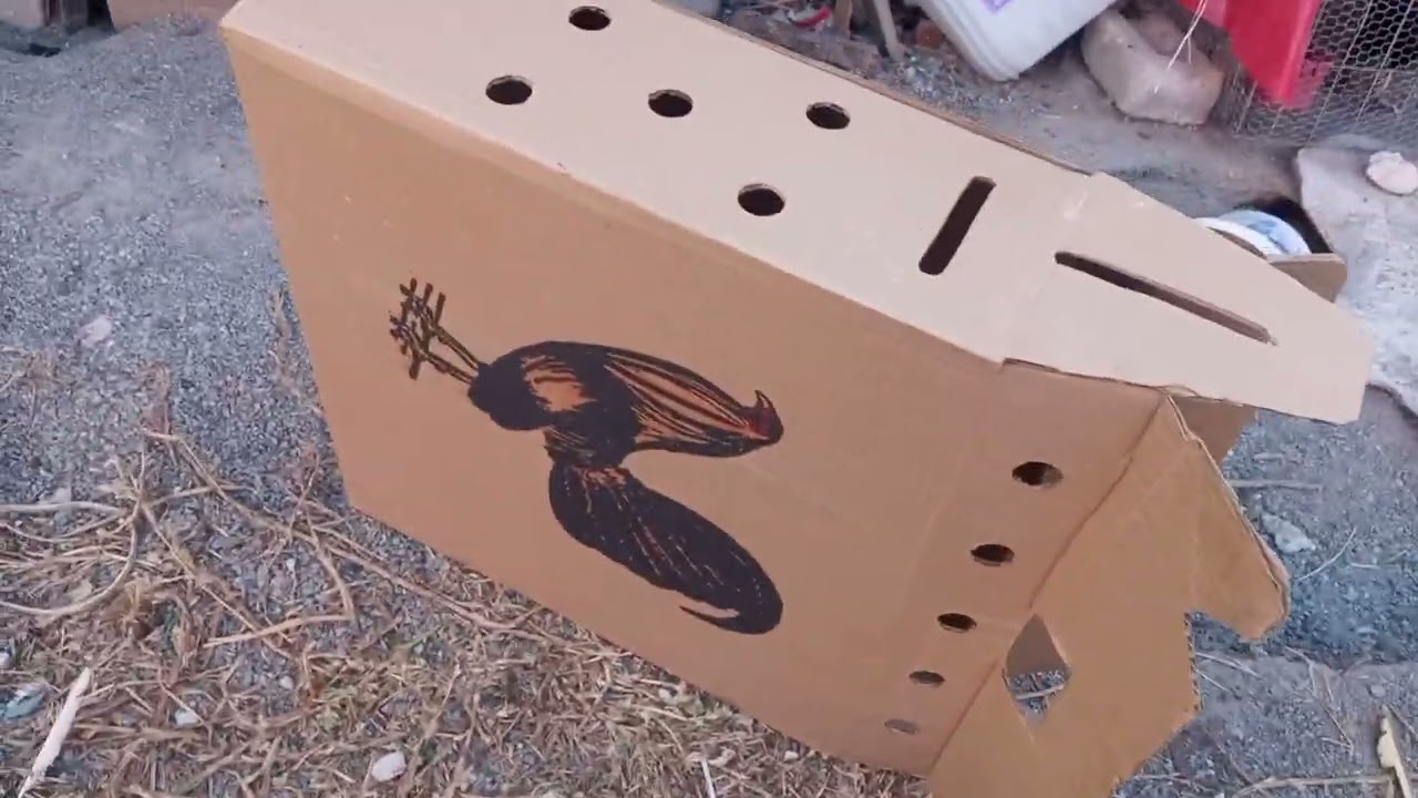 cambiando el gallo giro por el colorado #gallosdecombate