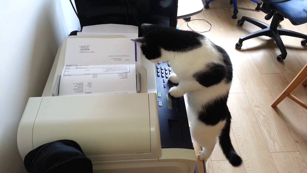 Hard Working Cat Youtube