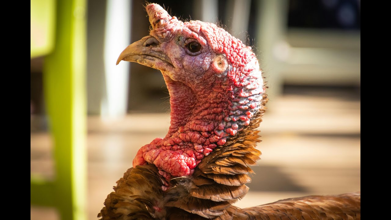 Порно форум оның бастығын алдады