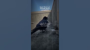 آيات من الذكر الحكيم