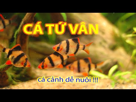 Video Cá Tứ Vân (Xecan) - cá cảnh dễ nuôi (có thuyết minh) - youtube