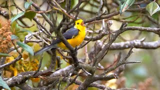 Golden-fronted Redstart Birdsong