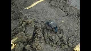 Turtlesborn.AVI