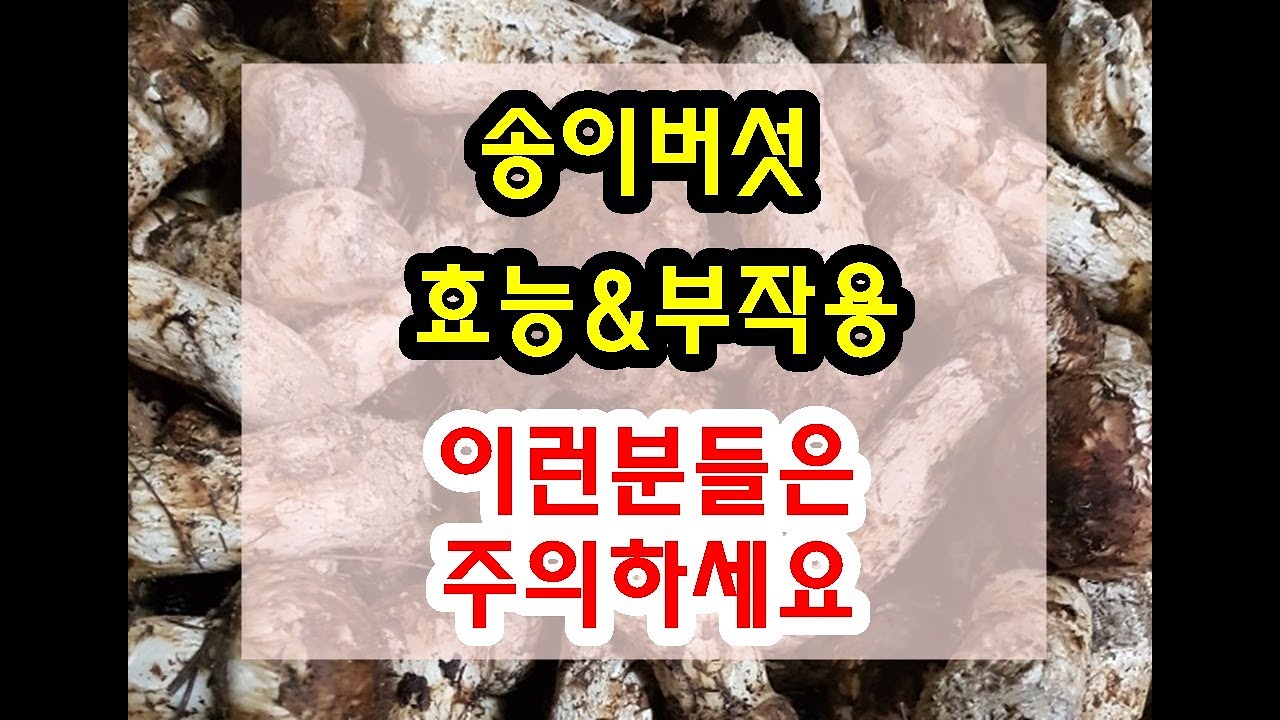 송이버섯 효능과 부작용 잘 알고 드셔야해요~