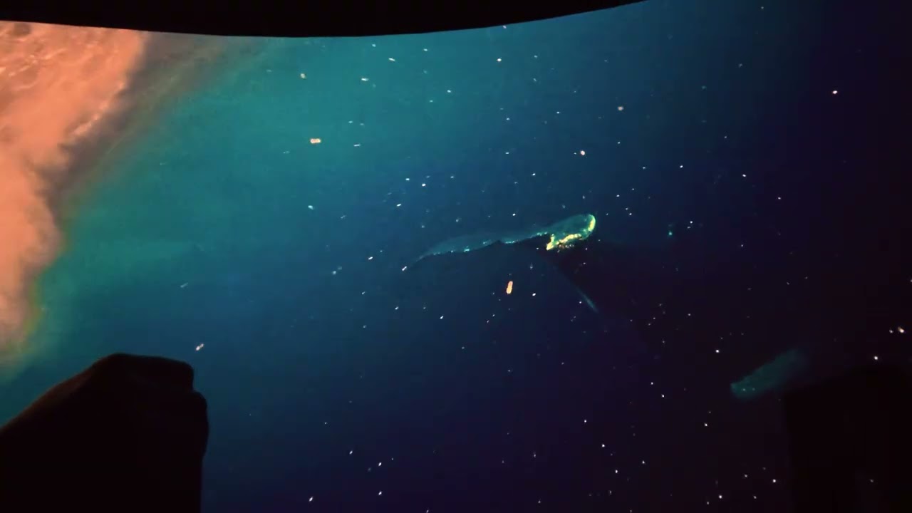 Expedition Odyssey POV @ SeaWorld Orlando