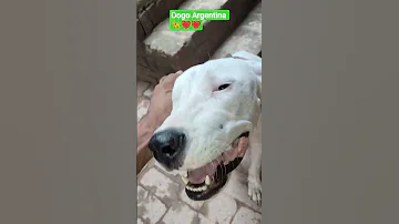 Dogo Argentina New Video Viral Short Dogo 
