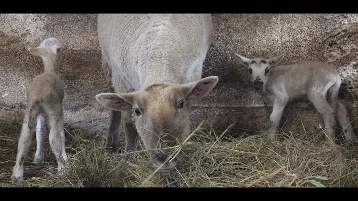 Nellie & Her Lambs
