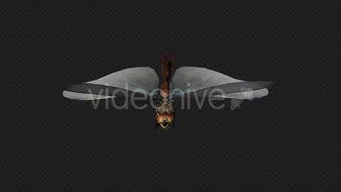 DragonFly Fly Run Pack 4 In 1 | Motion Graphics - Envato elements