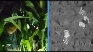 Missing three-year-old boy located in cornfield with thermal drone