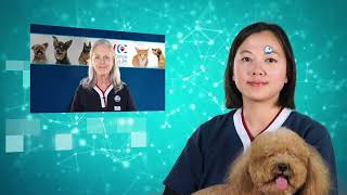 Pets Central 最新資訊 | Vet Central Digital Media by Pets Central 88 views 9 months ago 30 minutes
