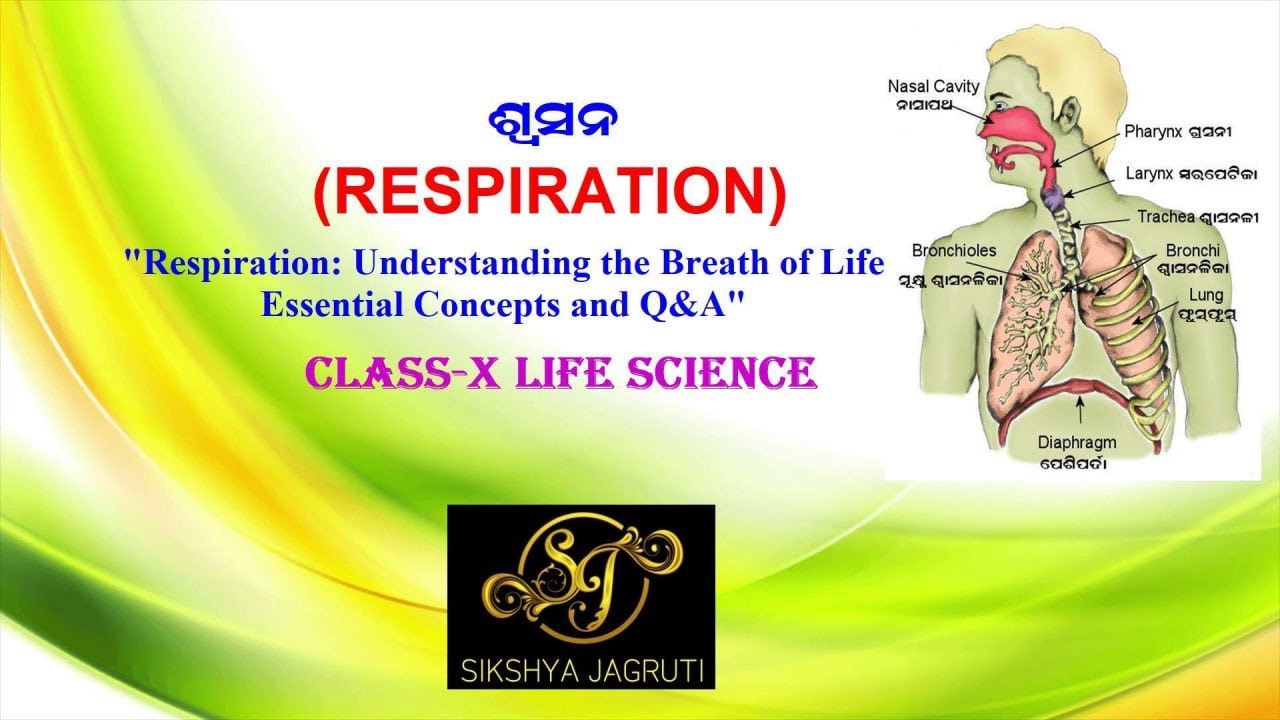 "Respiration Understanding the Breath of Life Essential Concepts and