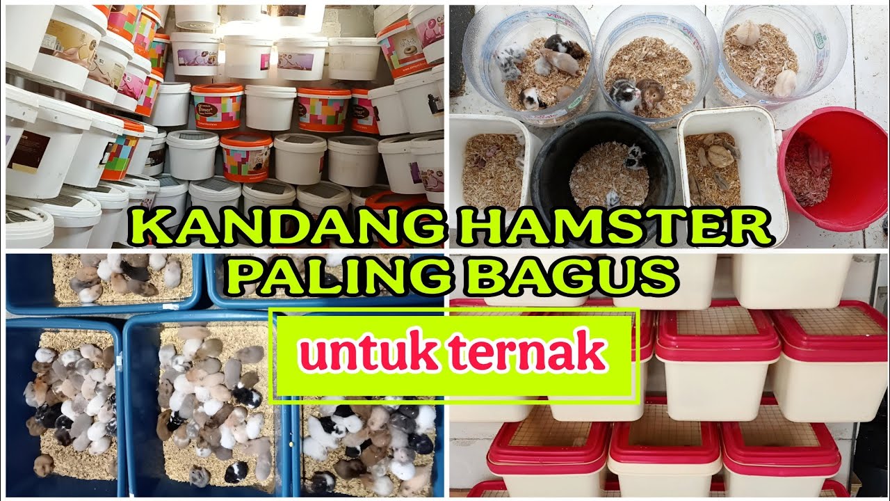 AWAS SALAH PILIH KANDANG HAMSTER ‼️
