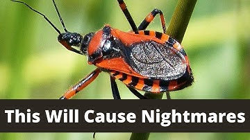 How the "Assassin Bug" Got Its Name