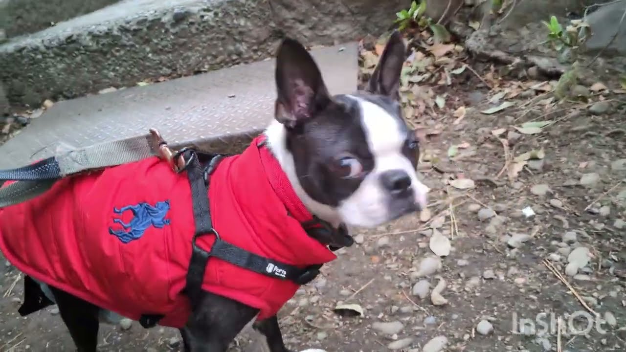 2026/03/02のきゅうりちゃん。