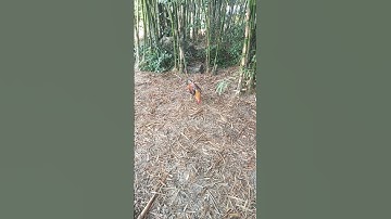 Animal Rooster 🐓🐓 #animal