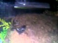 熱帯魚水槽・ブラックテトラ
