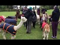 Alpacas feeding at alpacaly ever after in lake district