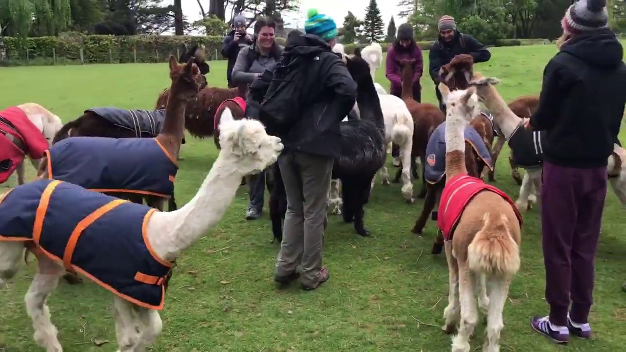 Alpacas feeding at Alpacaly Ever After in Lake District YouTube