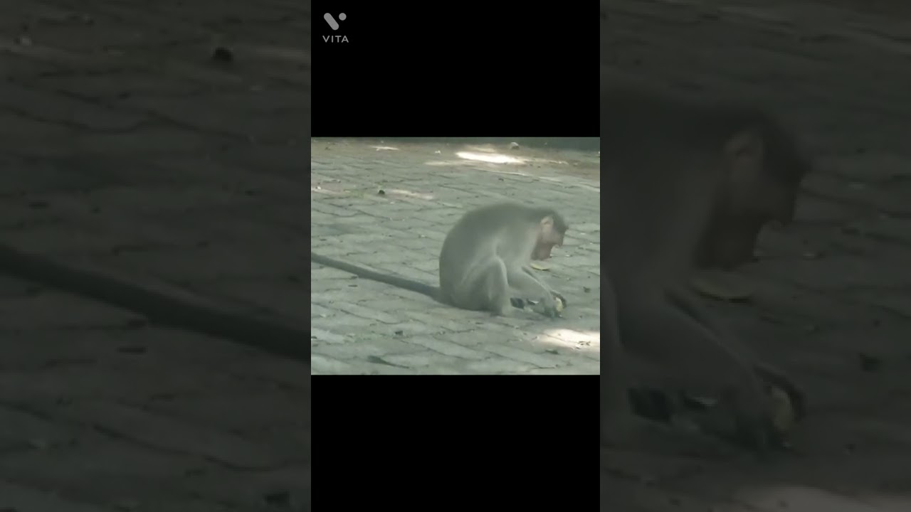 Man feeds the wild,  Feeding monkeys with oranges 🍊