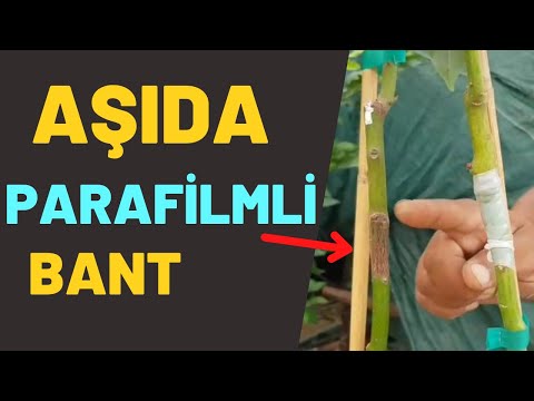 AŞIDA PARAFİLMLİ BANT . Parafilmli bant nedir ? 05326791777 #parafilmlibant #aşıyapımı