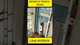 kasian nya si meong di tinggal mudik