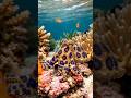 समुद्र के 3 सबसे खतरनाक शिकारी | Killer Whale, Blue-Ringed Octopus, Stingray 🌊