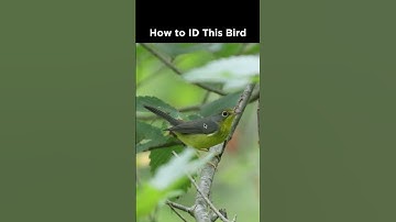 Can you identify this songbird?