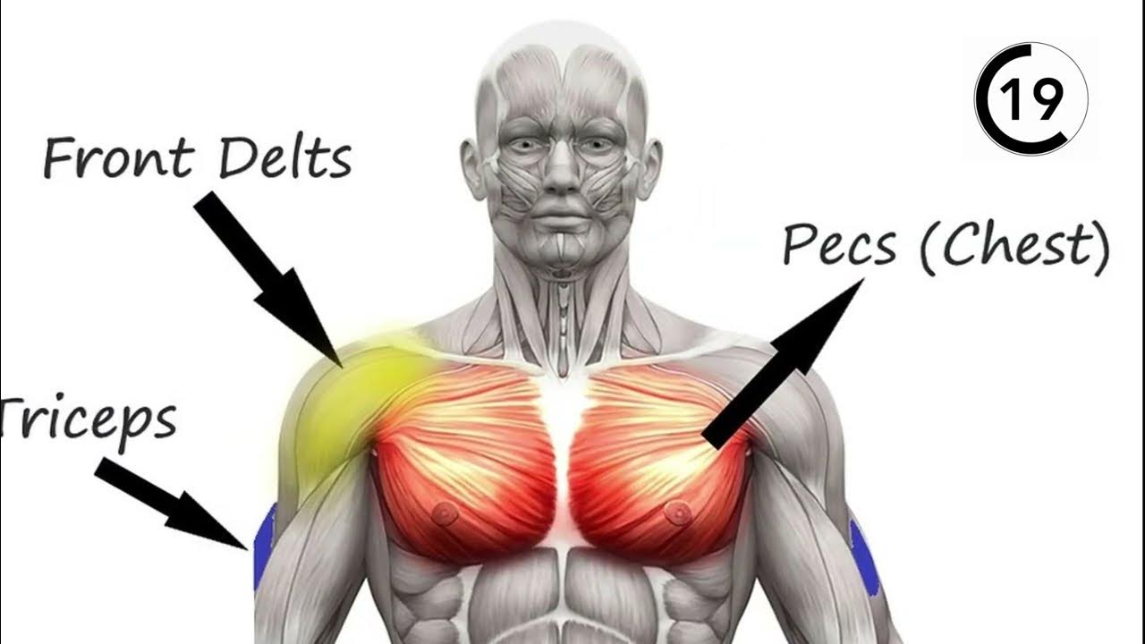 barbell-bench-press-big-cheast-muscle-building-exercise-at-gym-youtube