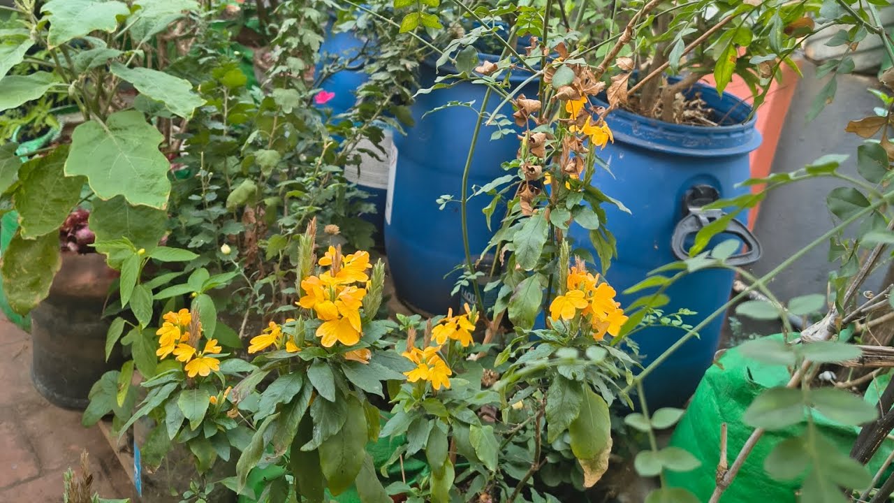 கட்டிடக்காடுகளில் இருந்து பசுமை சொர்க்கம் வரை | மாடித்தோட்டத்தின் சக்தி 🌱