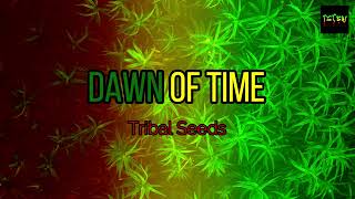 Dawn of Time - Tribal Seeds (Karaoke Version) HD