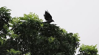 How a crow stay dry in rain - life of nature