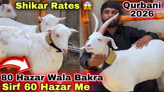 Wholesale Bakra Mandi 2026   Liyari Bakra Mandi Or Lalukhet Bakra Mandi Se Bhe Sasti 