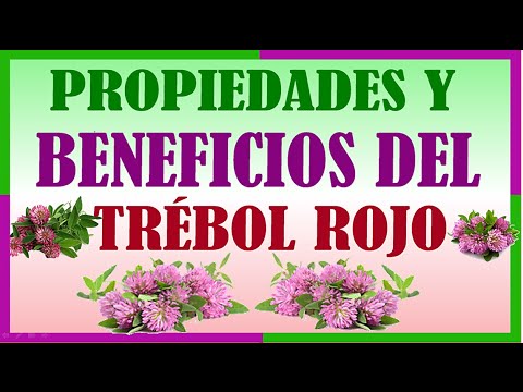 Vídeo: Trébol Dulce: Descripción, Cultivo, Propiedades útiles Y Uso Del Trébol Dulce, Contraindicaciones. Propiedades útiles Del Trébol De Miel Y El Tratamiento Del Trébol