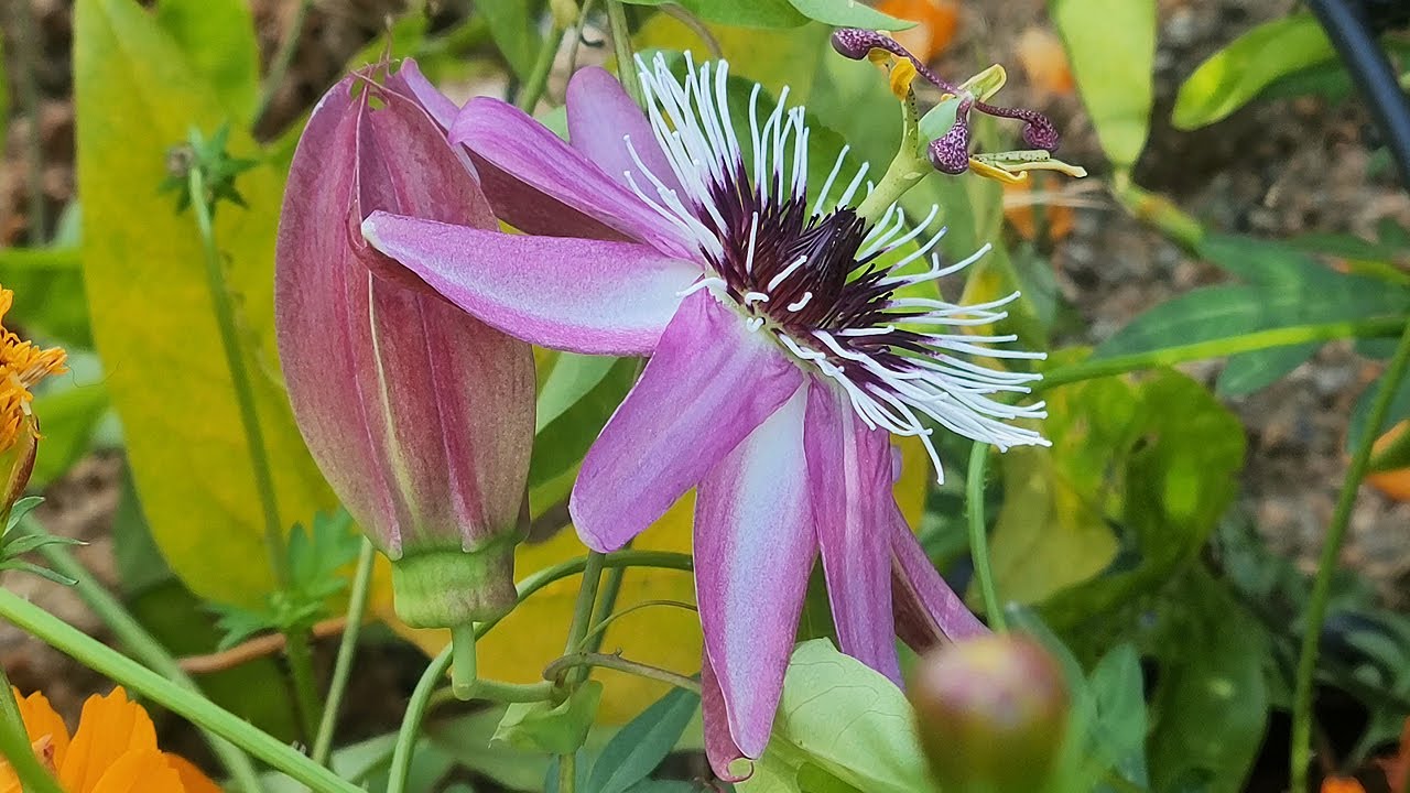 성스러운 사랑, 신앙, 신뢰, 꽃이 시계를 닮았다 시계꽃 passion flower YouTube