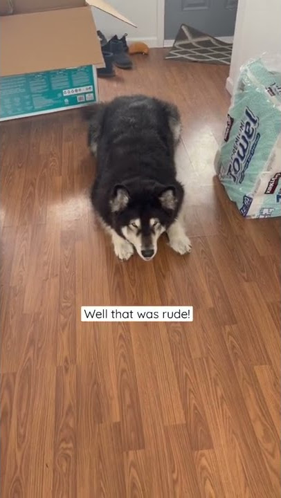 Alaskan Malamute saying “That was Rude”