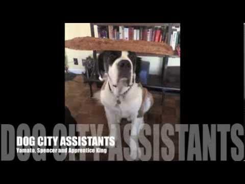 dog city nyc dog city nyc