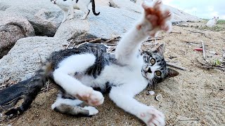 砂浜で暮らす野猫家族のお宅にお邪魔して、無邪気な子猫と遊んできた