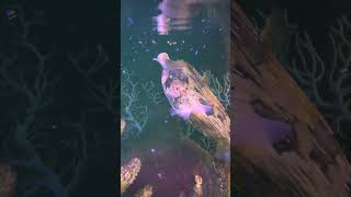 That Gl Kiss Has Made My Day