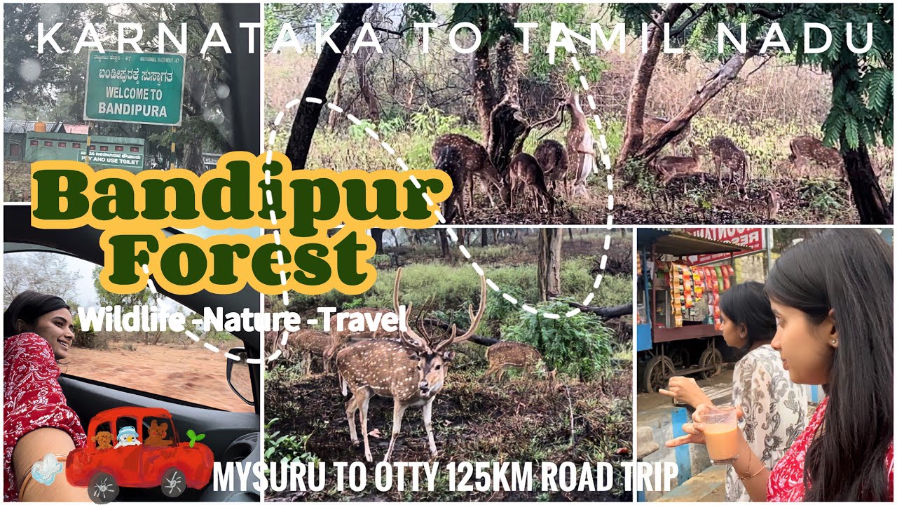 Karnataka To Tamil Nadu via Bandipur Forest | Wildlife & Humans On Road | MYSURU TO OOTY VLOG❤️