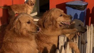 Stray dogs from Turkey find new homes in U.S.