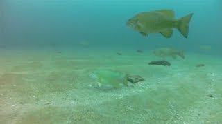 Utilizing Blade Baits in Lakes for Bass and Walleye -- "In-Depth Outdoors" TV, Season 7, Episode 20