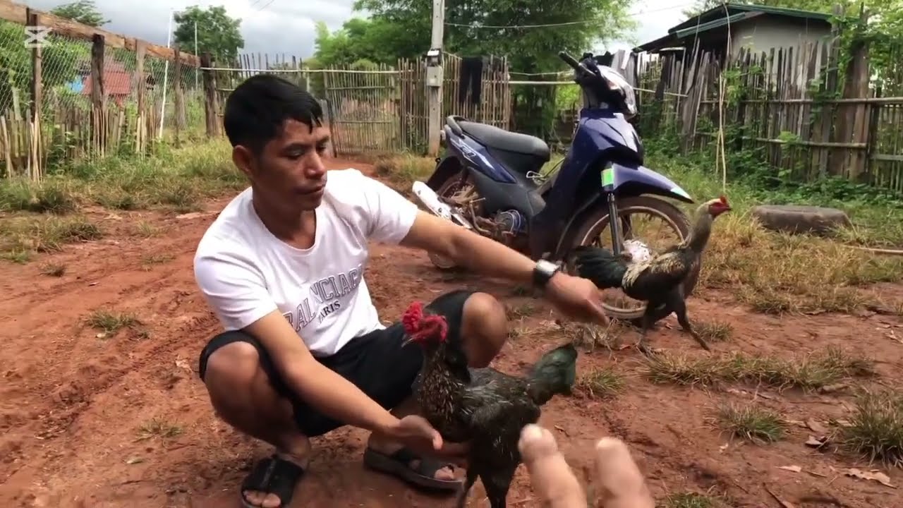 มารับดูไก่ชน