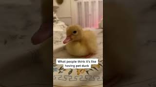 Pet Ducks - expectation vs reality