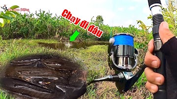 CÂU CÁ LÓC ĐEN Ở U MINH || Săn cá Lóc đen ở các kênh ven rừng lúc nước đang rút || Du phan fishing