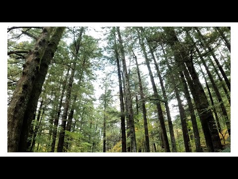 1700그루 전나무가 만드는 가을 명소 오대산 월정사 전나무 숲길 a famous walking trail at Woljeongsa Temple in Odaesan Mountain