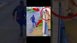 ILLEGAL in America 🐕 — You Could Be Arrested”😱😱 #pets #cutedog #trending #shortvideos