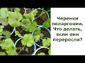 Черенки пеларгонии. Что делать, если они переросли?