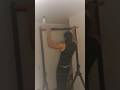 Can You Do This Pull- up variation?🤯 #calistenia #calisthenicsworkout #sports #pullups