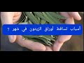 أسباب تساقط أوراق الزيتون في شهر 7